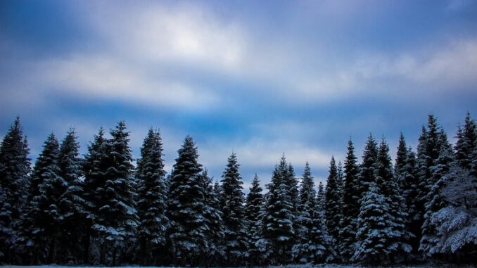 uploaded-image-ceyhanda-ormanlik-alanlar-1697107693835