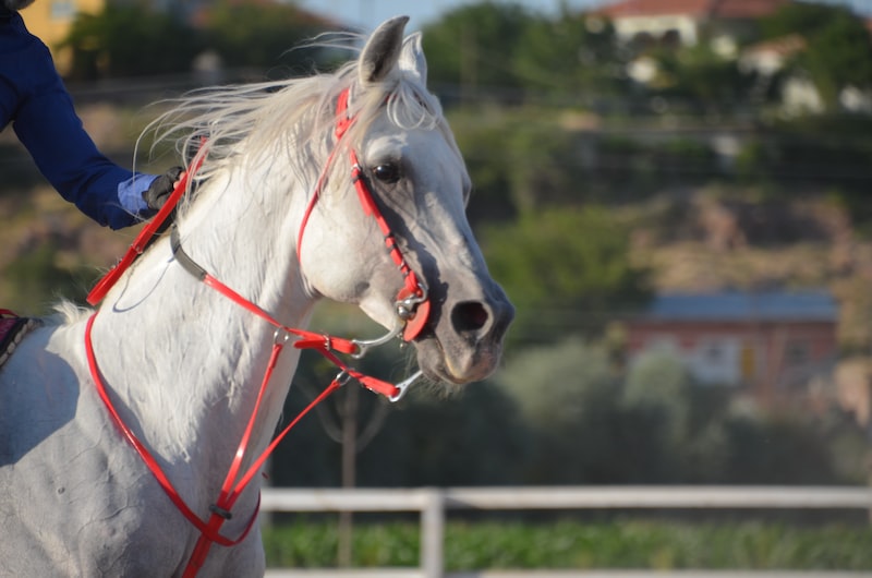 Ceyhan'da Spor Takımları Ceyhan'da Spor Takımları
